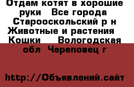 Отдам котят в хорошие руки - Все города, Старооскольский р-н Животные и растения » Кошки   . Вологодская обл.,Череповец г.